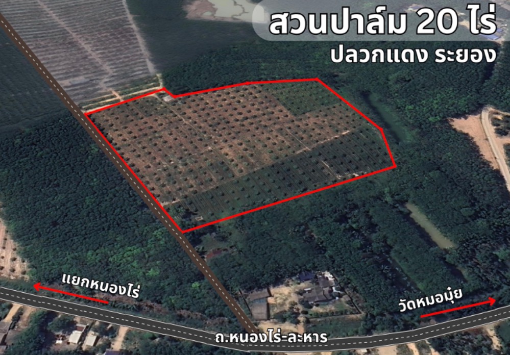 For SaleLandRayong : Termite Daeng land With palm plantation, Rayong