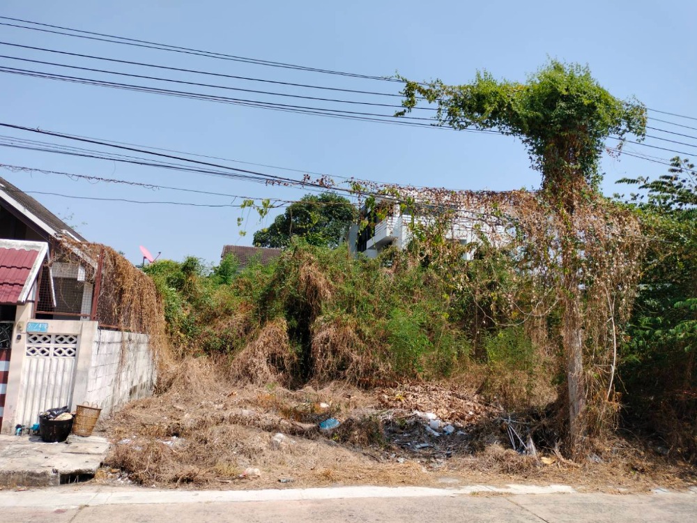 For SaleLandChaengwatana, Muangthong : LAND FOR SELL empty land for sale 75 sq m. in Muang Thong Thani. Near Bon Street Road, width 12 m., ready to transfer.