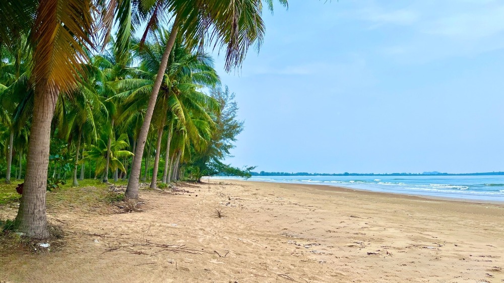 ขายที่ดินชุมพร : ที่ดินติดทะเล ต.บางสน อ.ปะทิว จ.ชุมพร / (ขาย), Land next to the sea, Bang Son Subdistrict, Pathio District, Chumphon Province / (SALE) DO391