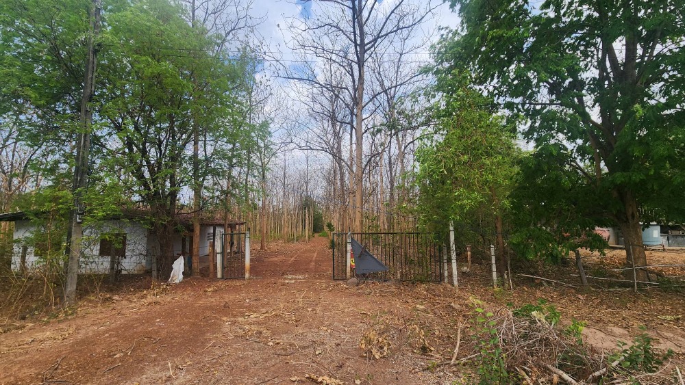 For SaleLandPhitsanulok : Land with 2,000 teak trees, 31 rai 3 ngan, Ban Yang Subdistrict, Wat Bot District, Phitsanulok Province