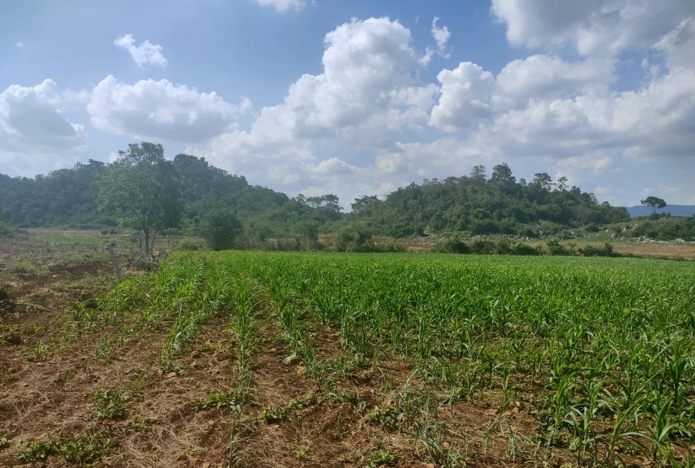 For SaleLandPak Chong KhaoYai : Beautiful Land for Sale in Wang Sai, Pak Chong