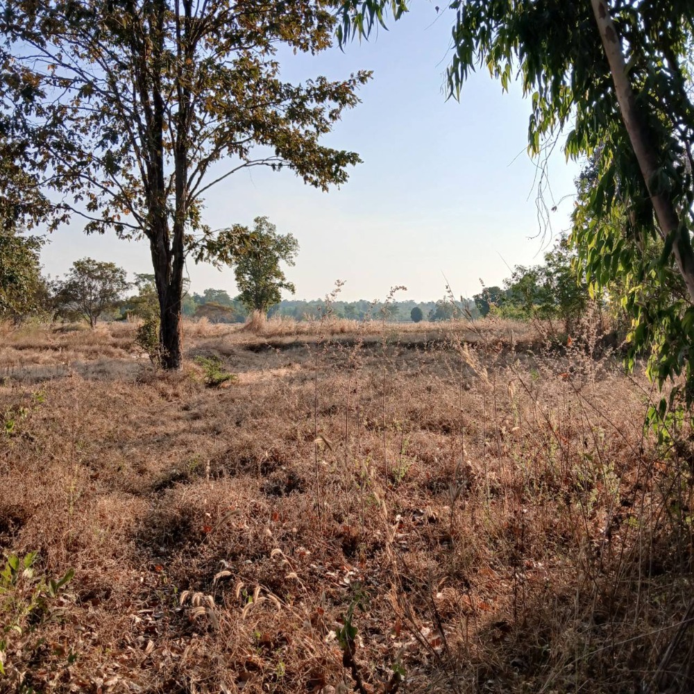 For SaleLandRoi Et : Land for sale, 5-0-18 rai, Non Chai Si Subdistrict, Phon Thong District, Roi Et Province, only 500,000 baht.