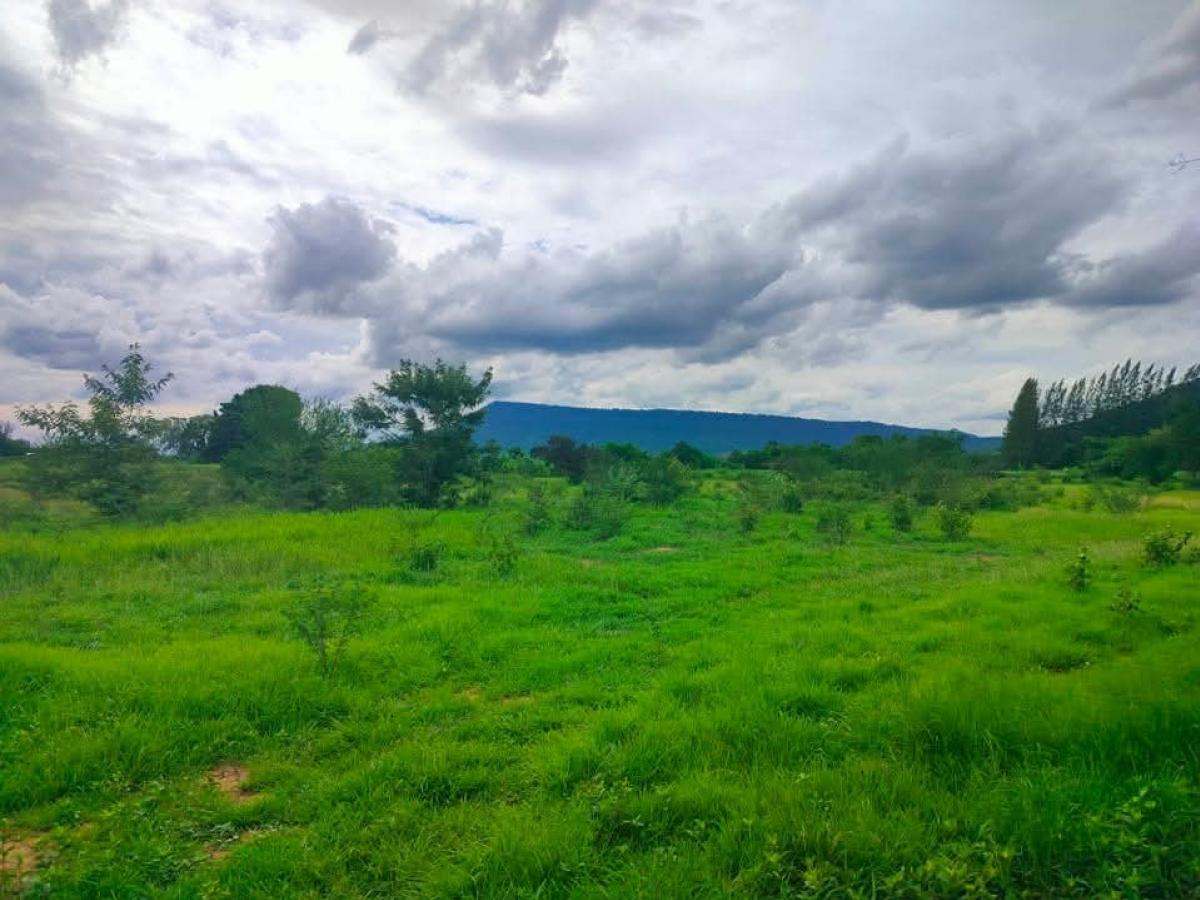 For SaleLandPak Chong KhaoYai : Wang Sai land, wholesale price 8 rai 130 sq m, Pak Chong District, mountain view, next to the road