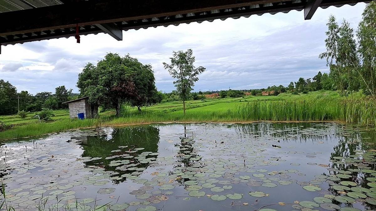 For SaleLandKhon Kaen : Beautiful land for sale, 19 rai, Khon Kaen