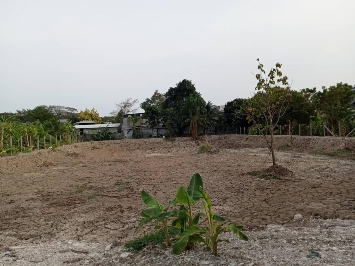 For RentLandNonthaburi, Bang Yai, Bangbuathong : 📣 Land for rent, 600 square wah, Nonthaburi Province // Soi Tha It ✅ Land next to the road, just a little way into the alley 🔥🔥🔥Rental price 150 baht per square wah per month