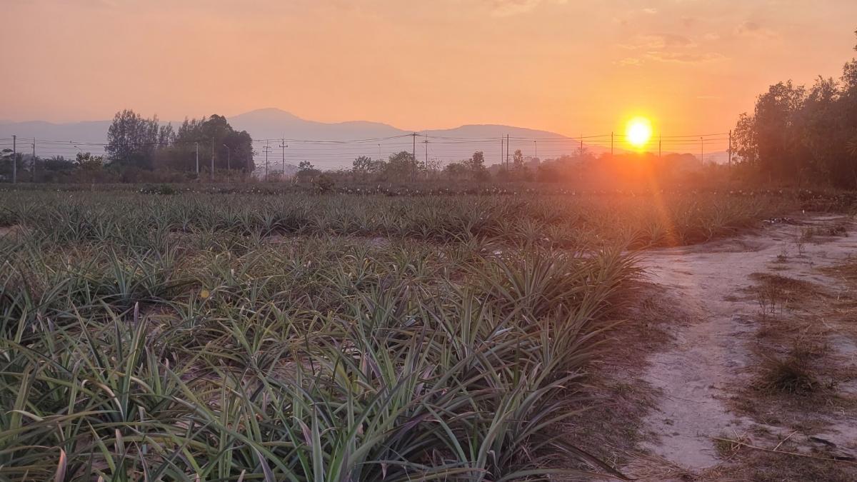 For SaleLandRatchaburi : Land for sale, 16 rai with 2 houses, near the community, on a paved road, Nong Pan Chan Subdistrict, Ban Kha District, Ratchaburi Province