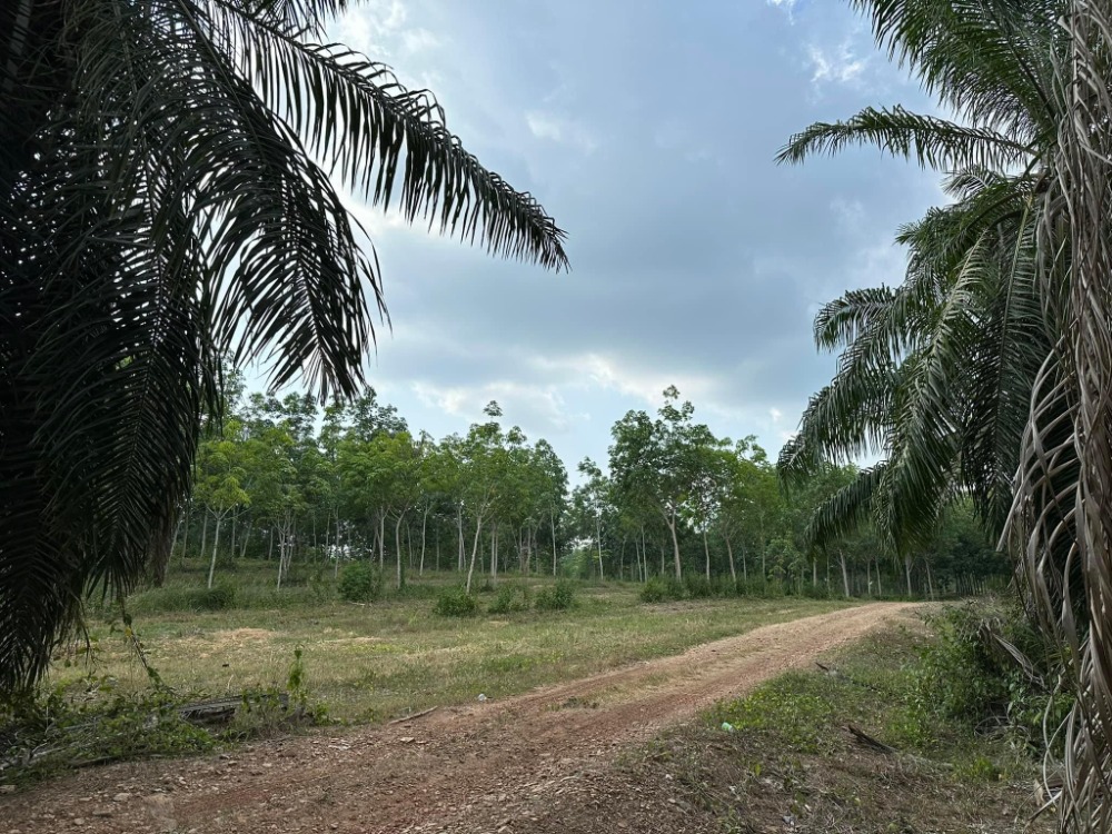 ขายที่ดินระยอง : ที่ดิน สวนยาง กับสวนปาล์ม อ.วังจันทร์ / 60 ไร่ (ขาย), Land Rubber & Palm Plantation, Wang Chan District / 60 Rai (FOR SALE) NEWC182