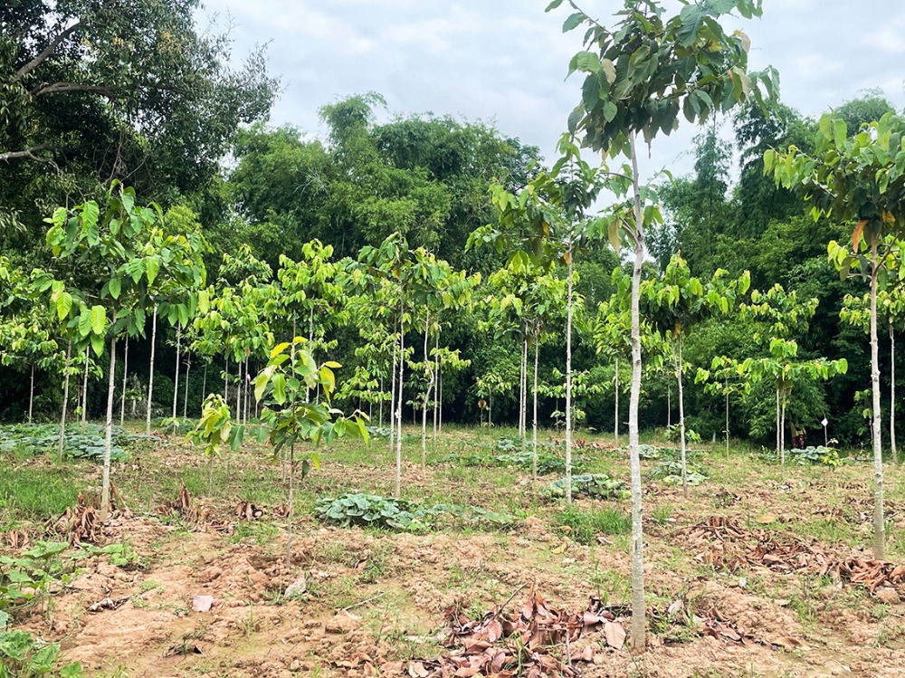 For SaleLandNakhon Sawan : For sale: Garden land, next to Nan River, with electricity and neighbors, not isolated. This price does not include the additional land of approximately 5 rai.