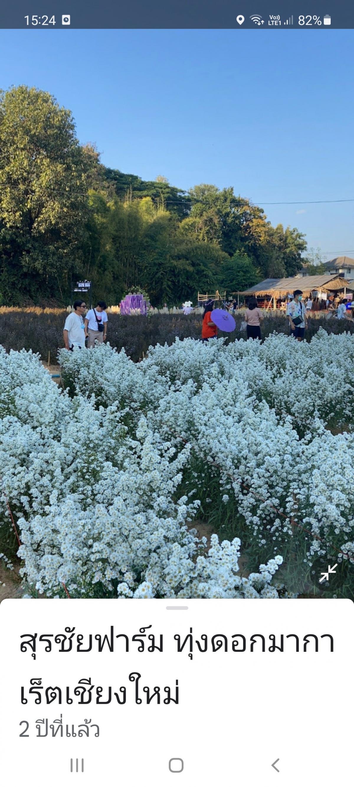 ขายที่ดินเชียงใหม่ : แม่ริมเชียงใหม่