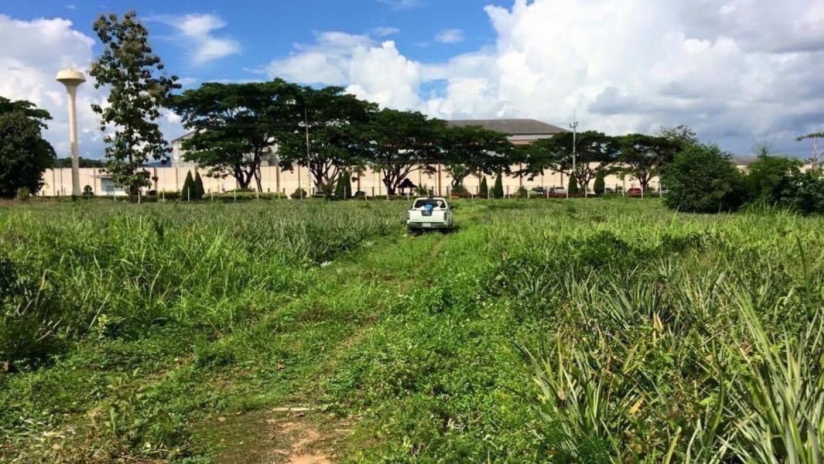 For SaleLandChiang Rai : 📣 Urgent sale! Pineapple orchard land 3 ✅ Land filled, ready for development ✅ With greenhouses and buildings