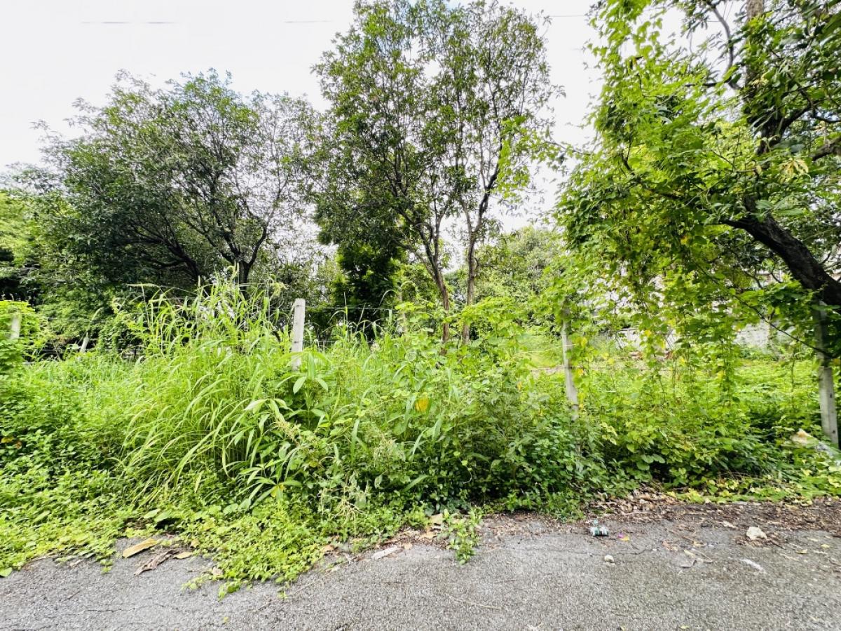 For SaleLandYothinpattana,CDC : Land for sale, Soi Yothin Phatthana 3, filled in, area 1-0-50 rai, near Ram Intra Expressway