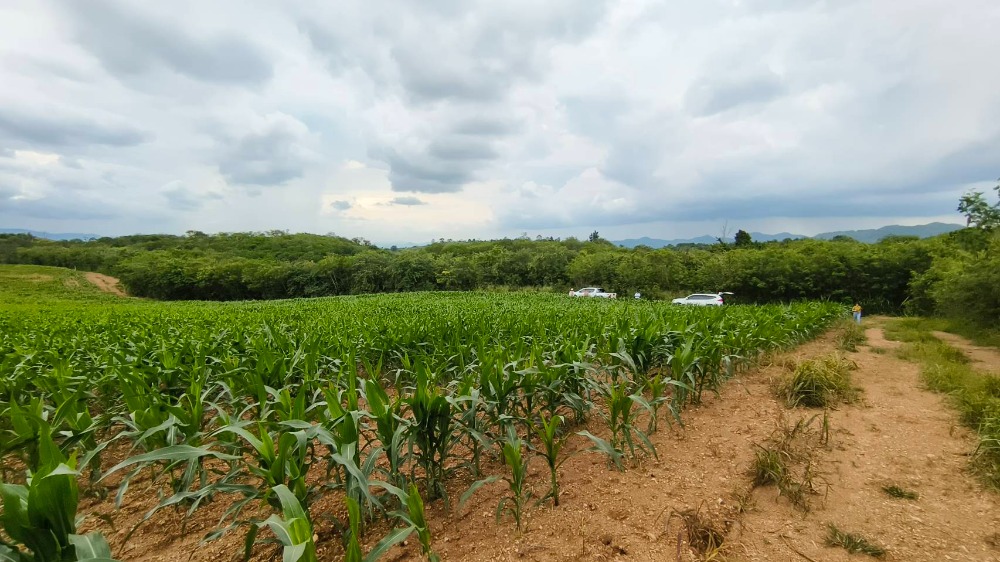 For SaleLandPak Chong KhaoYai : Beautiful plot of land with mountain view, 64 rai, on a hill, 469 m. high.