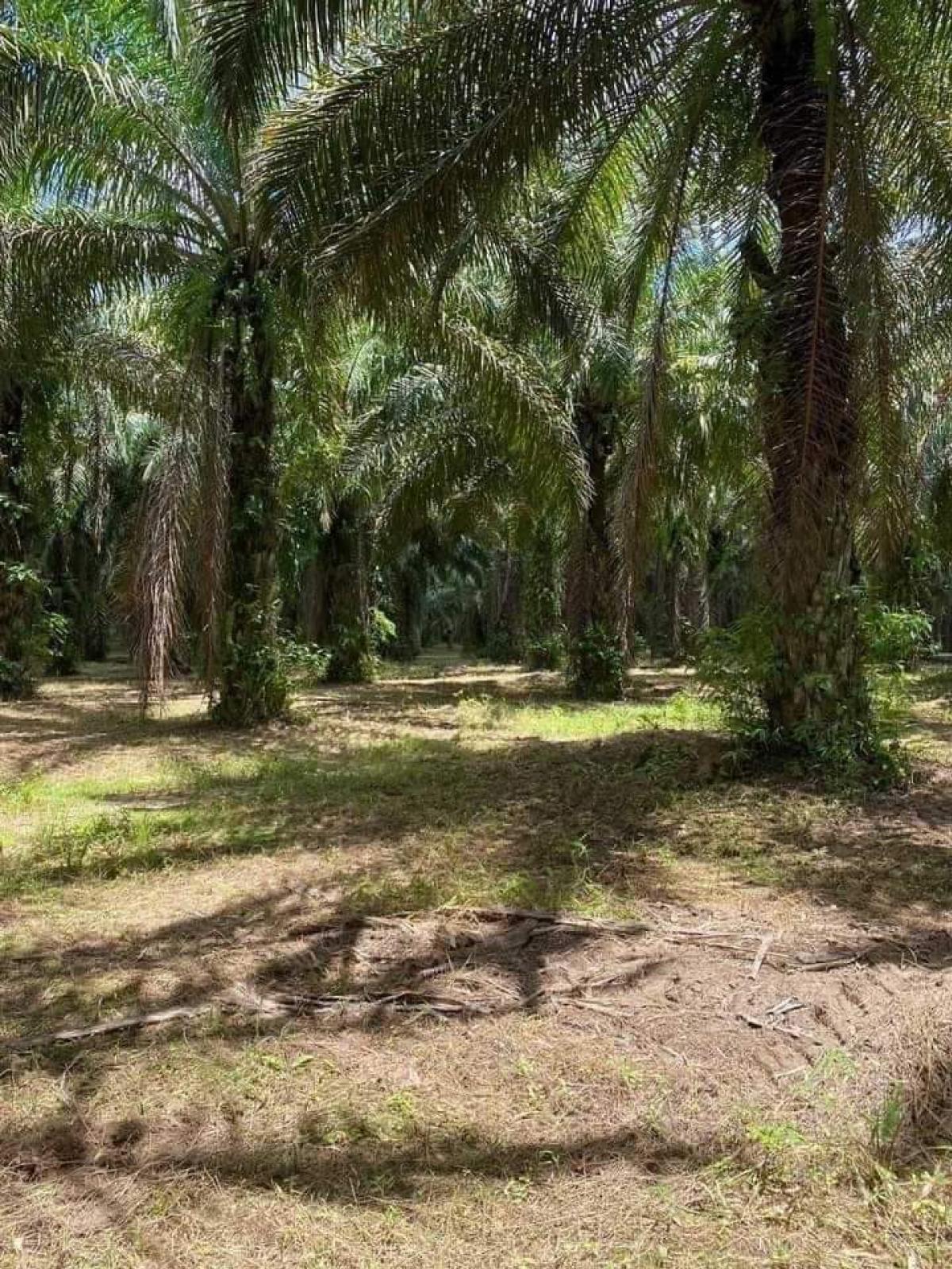 For SaleLandPhangnga : 52 rai palm plantation, flat land throughout the plot 📣Document NS3K 📣Registered easement road, coordinates Ban Tha Han, Romni Subdistrict, Kapong District, Phang Nga Province, has approximately 1,000 palm trees. If fertilized, when it reaches the plantin