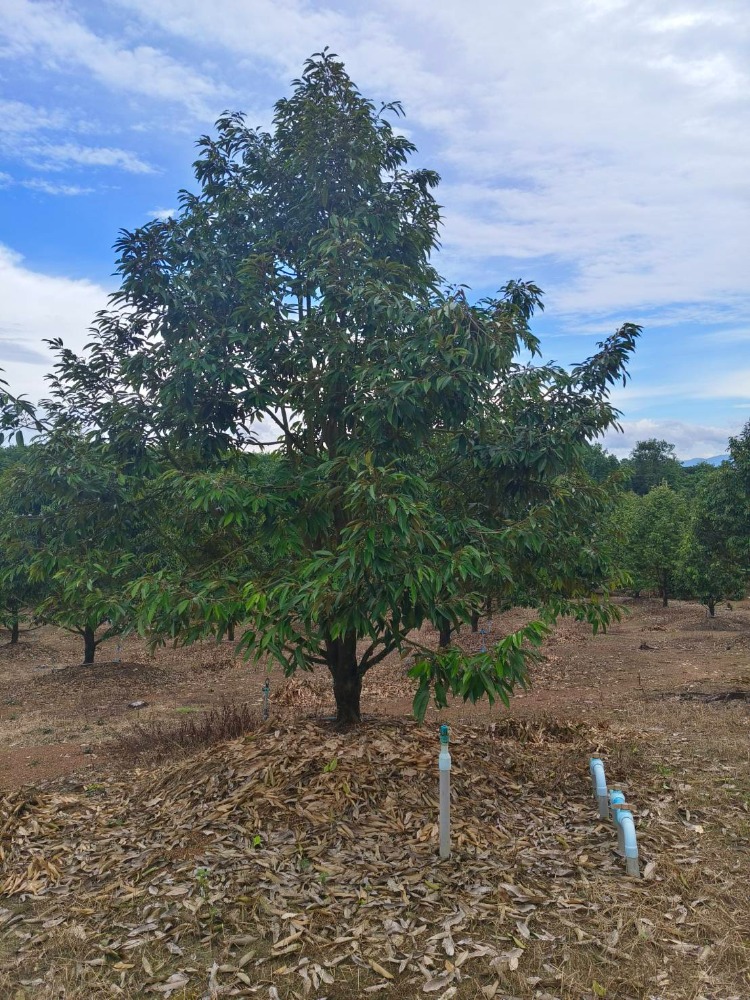 For SaleLandChanthaburi : Urgent sale of durian orchard, bearing fruit for the second year, very cheap price