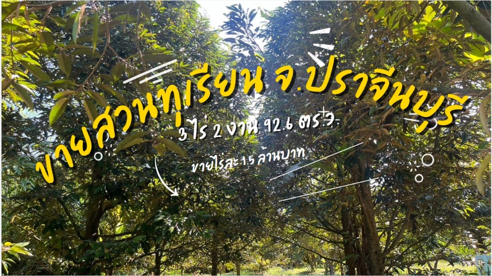 For SaleLandPrachin Buri : Durian orchard for sale, 3 rai 2 ngan, Muang District, 7-year-old trees, ready to harvest, with land title deed, back side next to canal