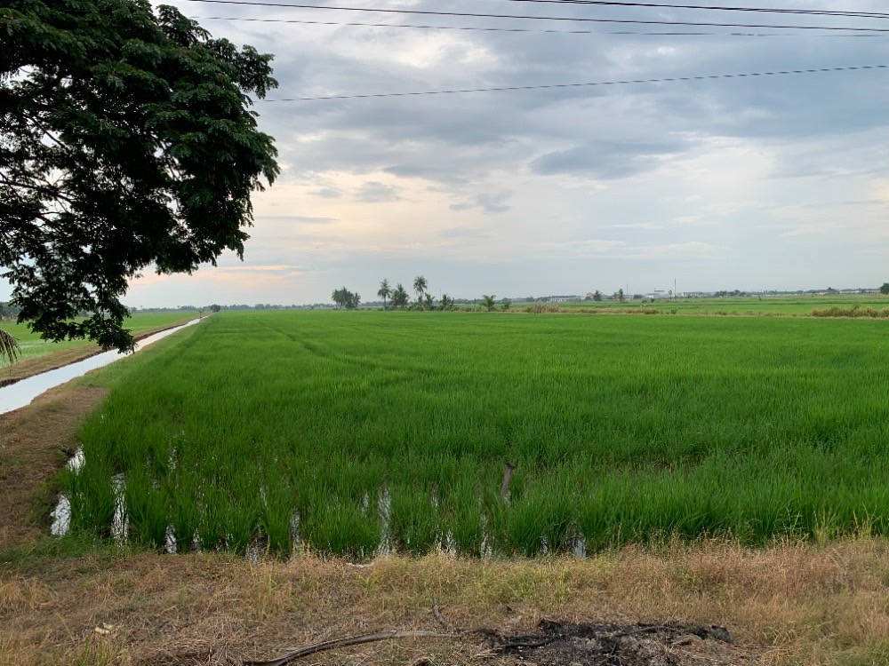 ขายที่ดินปทุมธานี รังสิต ธรรมศาสตร์ : ขายที่ดิน ทำเลดี คลอง 8 ฝั่งตะวันออก อำเภอลำลูกกา จังหวัดปทุมธานี (เจ้าของขายเอง)