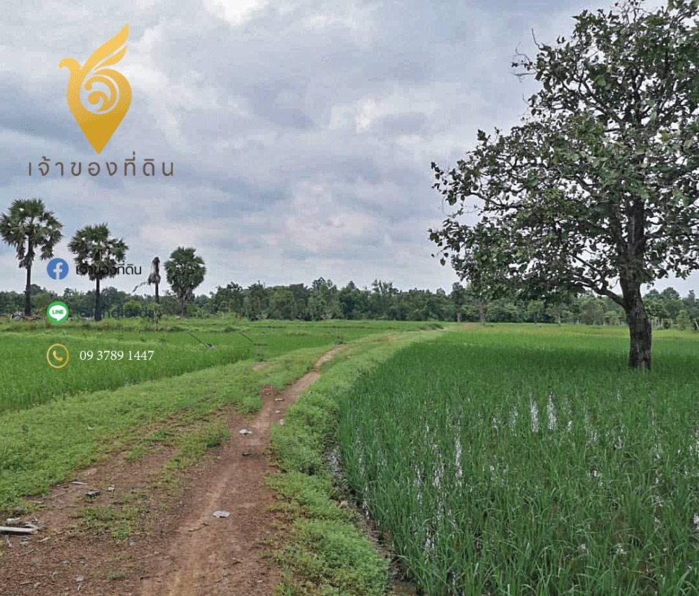 For SaleLandUbon Ratchathani : 🌟 Golden opportunity! Cheap land 🌟