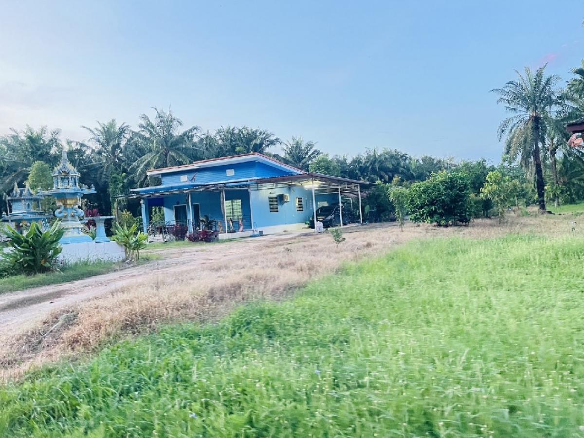 For SaleLandChumphon : Urgent sale: house with land, durian orchard, Chumphon Province