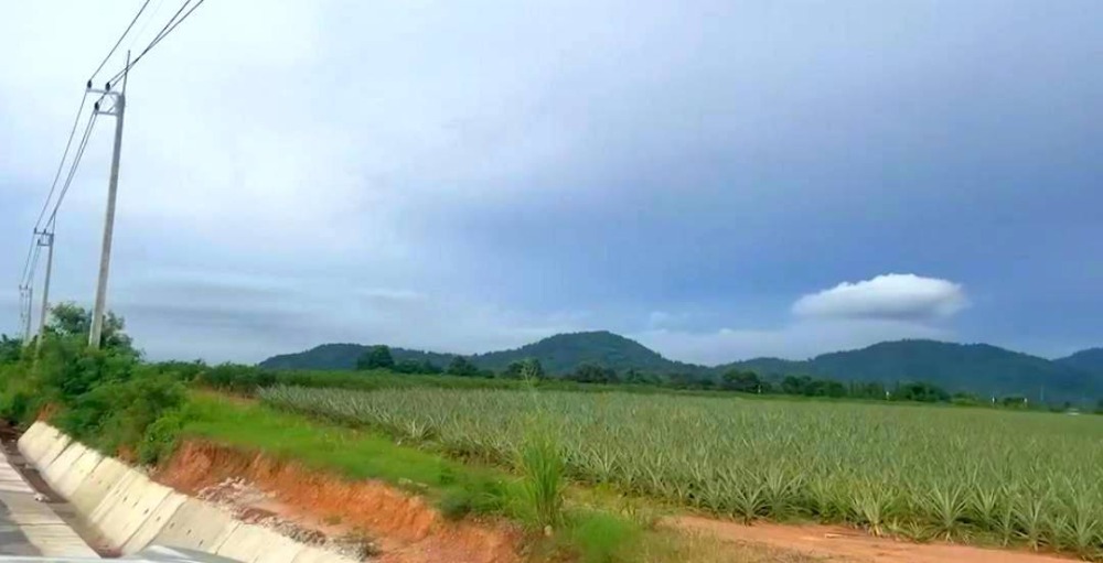 ขายที่ดินพัทยา บางแสน ชลบุรี สัตหีบ : ที่ดิน ต.ท่าจาม อ.หนองใหญ่ / (ขาย), Land Tacharm Nong Yai / (SALE) AA011