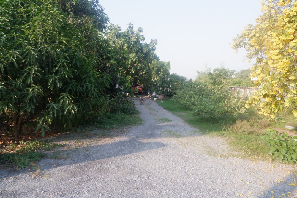 For SaleLandPattaya, Bangsaen, Chonburi : Land Nong Khang Khok Amphoe Mueang / (SALE WITH TENANT) AA012