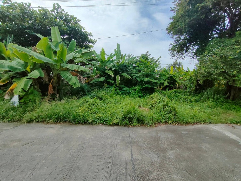 For SaleLandSriracha Laem Chabang Ban Bueng : Land for sale, banana plantation, total area 150 sq m., 3 plots next to each other.