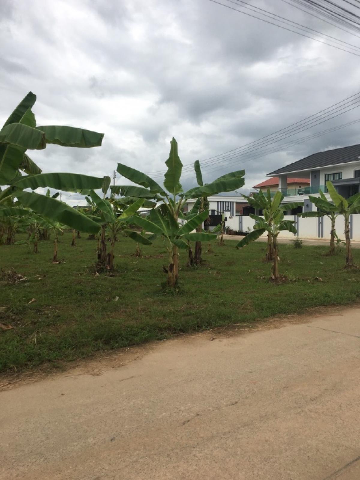 For SaleLandChiang Rai : Land for sale, filled in, 231 sq.w., Friendship Bridge 2, Mae Sai, entrance to Thai-Asia Technology College, near Mae Sai city, no flooding, very beautiful land, on two sides of the road, wide road, easy access, beautiful view, good air, electricity avail