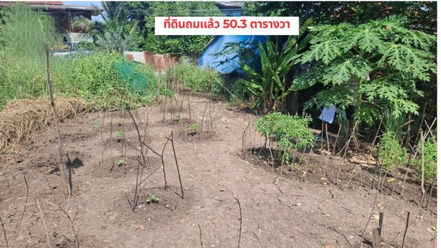 ขายที่ดินสุพรรณบุรี : ขายที่ดินถมแล้ว 50.3 ตรว.ใกล์วัดสะแก (หลวงปู่ดู่) แค่ 3 นาที ใกล้แหล่งท่องเที่ยว และ ห้างเซ็นทรัล ติดถนนซอยคอนกรีต ต.ธนู อ. อุทัย อยุธยา