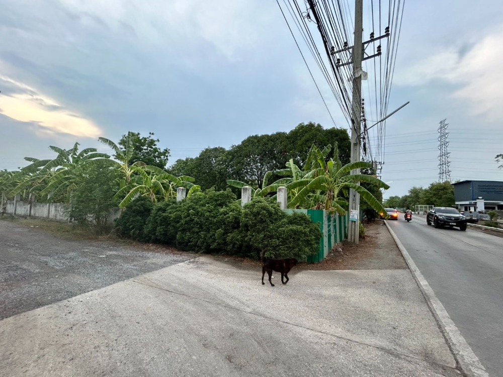 For RentLandMahachai Samut Sakhon : Land for rent in Samut Sakhon, beautiful corner plot, suitable for a factory or warehouse.