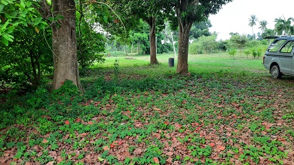 ขายที่ดินชะอำ เพชรบุรี : ขายที่ดินสวนติดแม่น้ำ