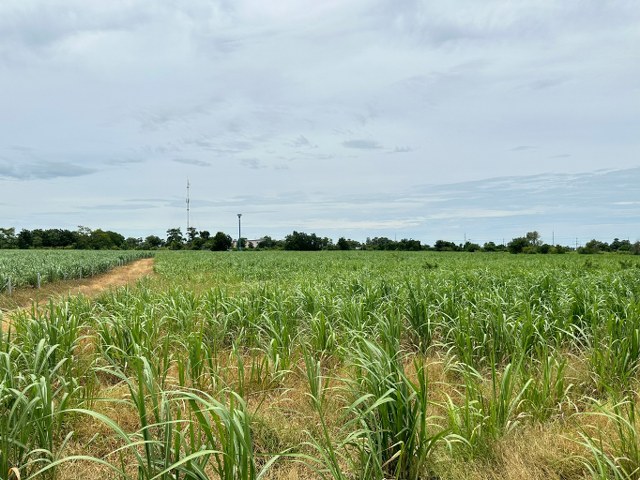 For SaleLandKanchanaburi : Land for sale, area 30 rai 2 ngan 40 sq.w., good location, next to the university, near the black road, convenient travel, not far from Bangkok, the area is next to the main road, easy to travel into the city, suitable for long-term investment, Tambon Sar