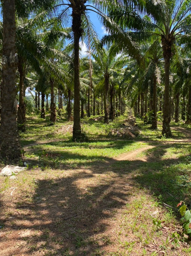 For SaleLandTrang : Land for sale, palm plantation, rubber plantation near Khao Pina