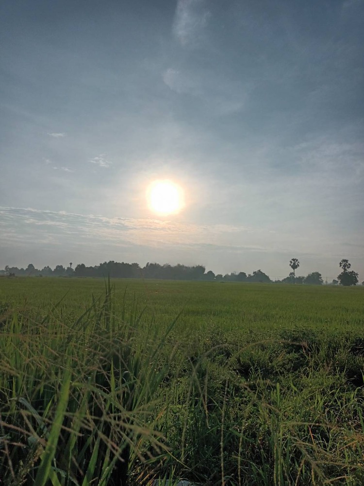 ขายที่ดินสุพรรณบุรี : ขายที่นาสวน ที่ สามชุก จ.สุพรรณบุรี ข้าวกำลังโต พื้นที่ 37 ไร่ ราคา รวม 11.5 ลบ. ( เจ้าของขายเอง ) ติดต่อ คุณปุ้ย 08-9920-9893