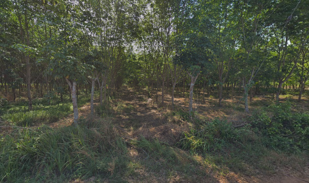 For SaleLandPattaya, Bangsaen, Chonburi : Land with Rubber Plantation Koh Chan / (SALE) AA098