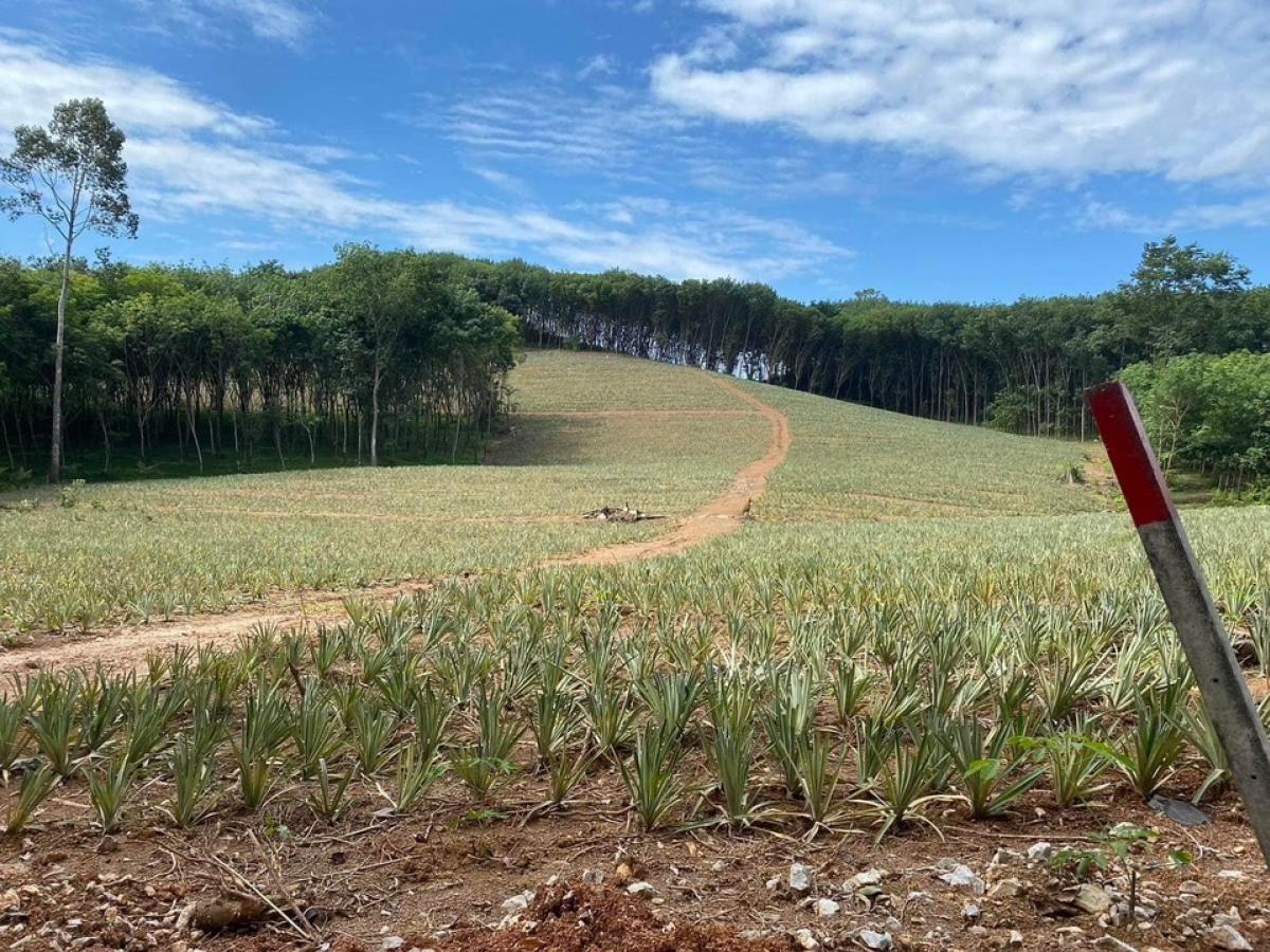 For SaleLandTrat : Rubber plantation land for sale, Trat Province