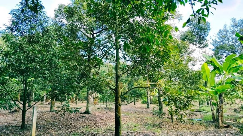 For SaleLandRayong : Urgent sale of Mon Thong durian orchard, good location, ready to produce, Rayong Province