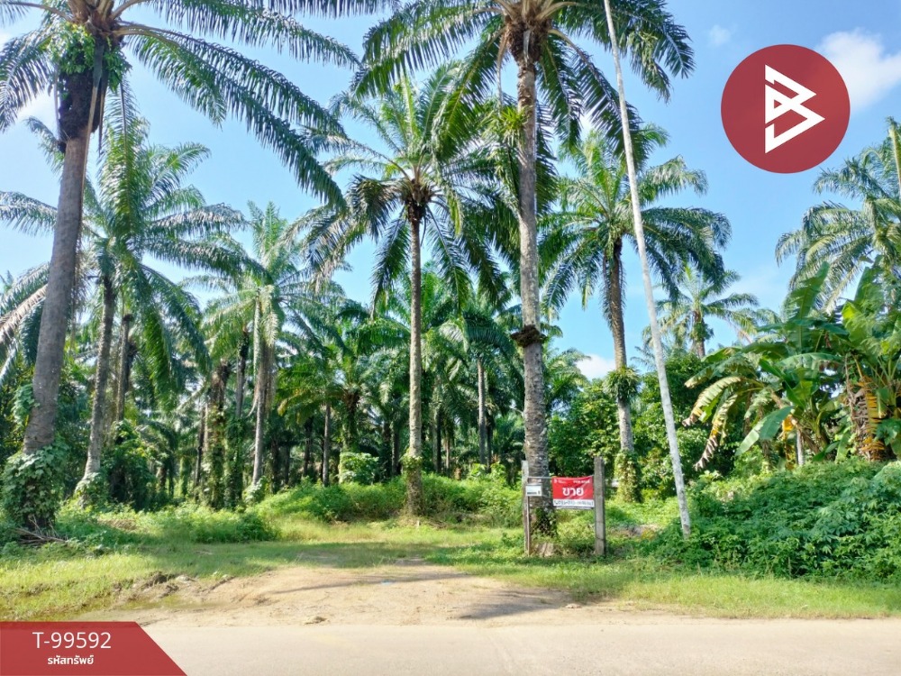 For SaleLandChumphon : Land for sale, area 33 rai 1 ngan 85 sq m, Tha Sae, Chumphon