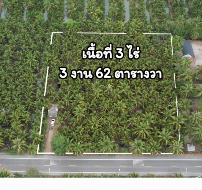 For SaleLandBang Sue, Wong Sawang, Tao Pun : 💥Land for sale near Bangkok, 1.2 million per rai💥Coconut plantation💥Samut Songkhram💥Front facing asphalt road