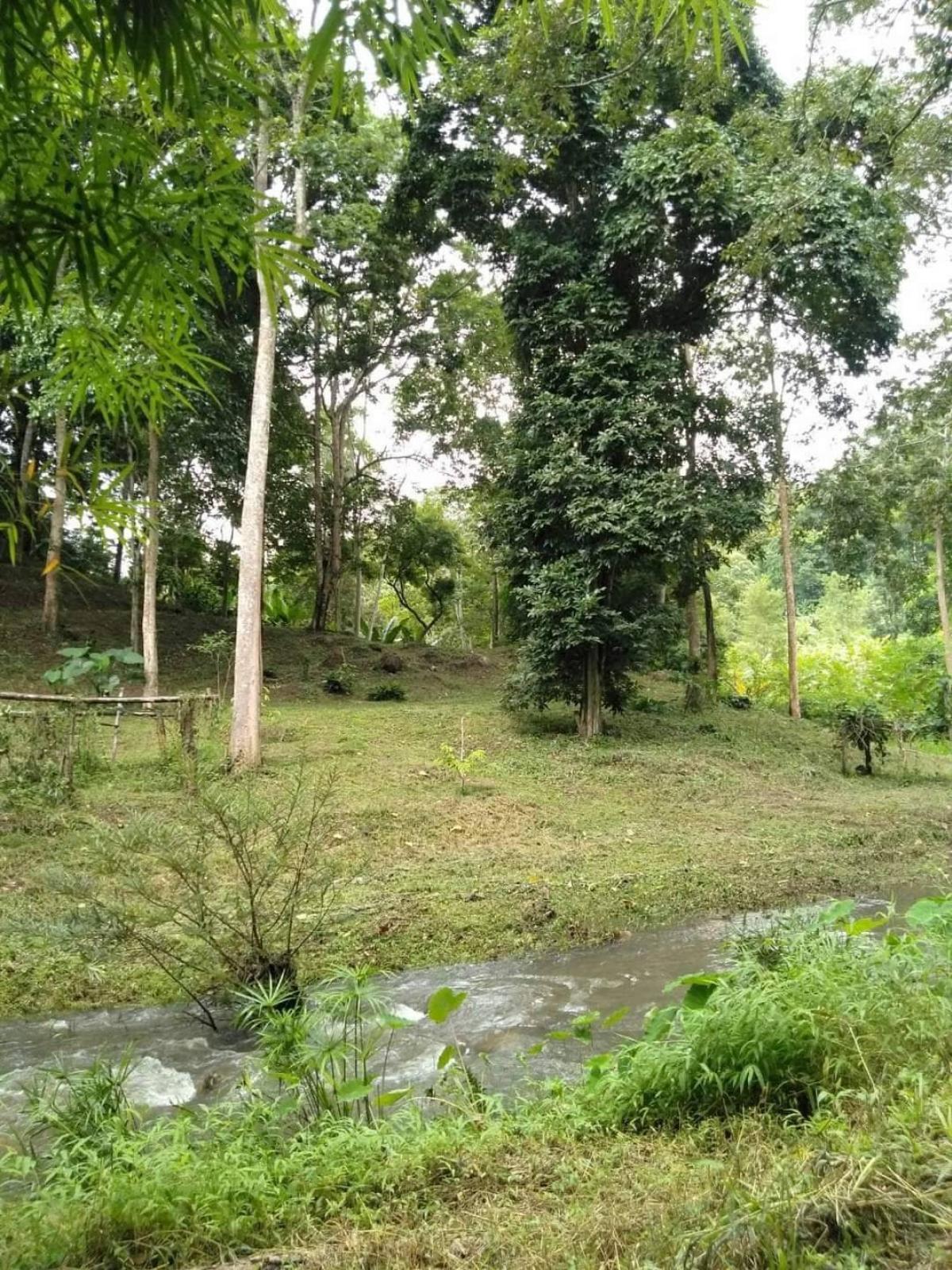 For SaleLandChiang Mai : Urgent sale of land, Mae On District, Chiang Mai Province, 20 rai