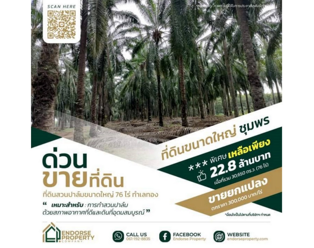 For SaleLandChumphon : For inquiries, call: 061-192-8835. Land for sale, 76 rai of palm plantation, prime location, Khao Chai Rat Subdistrict, Pathio District, Chumphon Province, near Chumphon Palm Oil Industry.