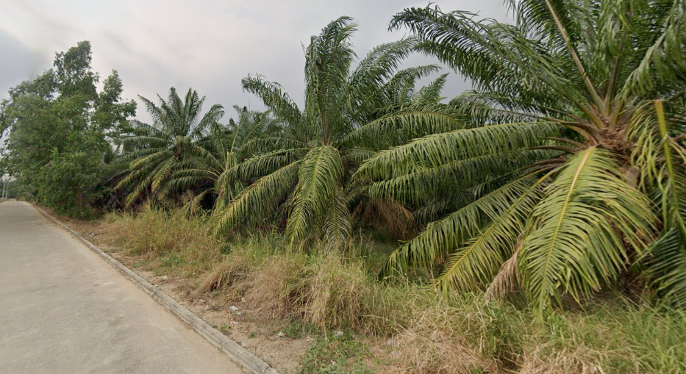 For SaleLandSriracha Laem Chabang Ban Bueng : Land Nong Phai Kaew Ban Bueng / (SALE) AA108