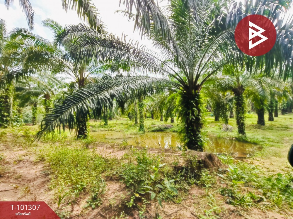 For SaleLandChumphon : For sale: 24 rai 3 ngan 50 square wa of oil palm plantation land in Chumphon Province