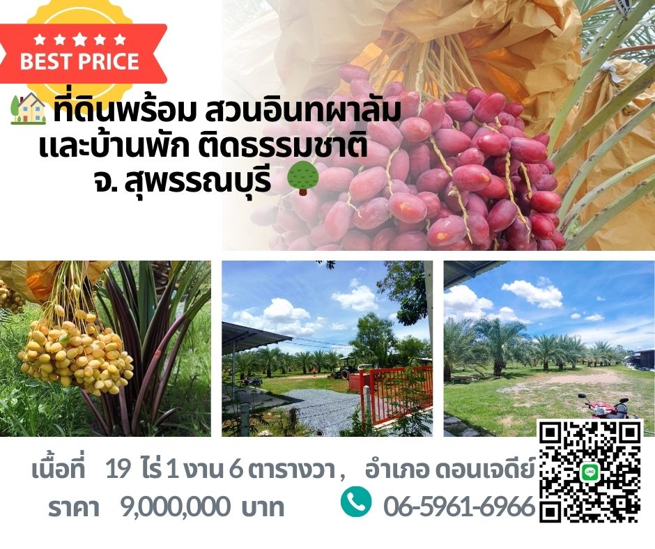 For SaleLandSuphan Buri : 🌴 19 Rai Land with Date Palm Orchard, House, and FREE Tractor for Sale!