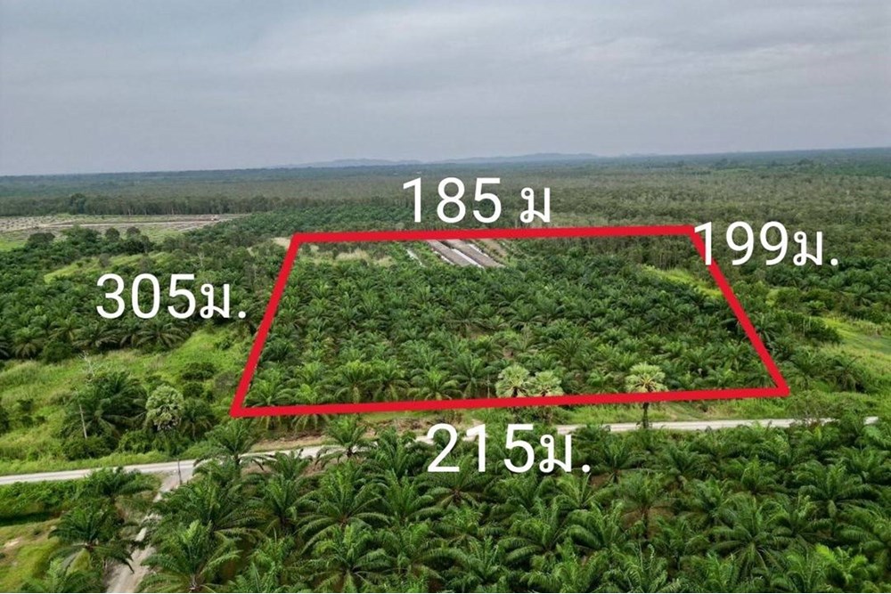 For SaleLandNakhon Si Thammarat : Palm plantation for sale, large plot, 37 rai