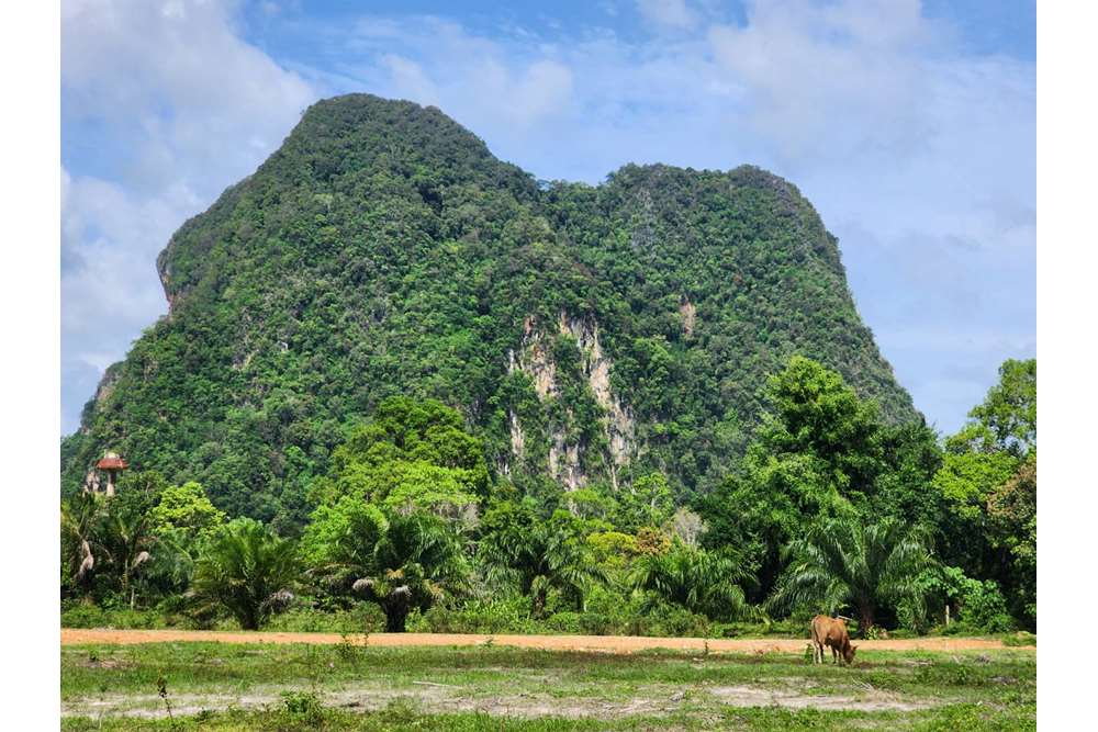 For SaleLandKrabi : Vacant Land for Sale with Stunning Mountain Views!