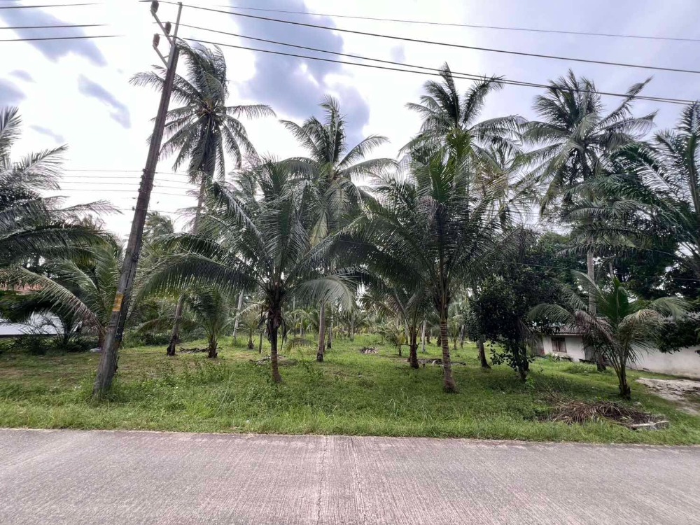 For SaleLandNakhon Si Thammarat : Very cheap for sale!! Coconut plantation land 3-3-16 sq.w. Thasala District, Nakhon Si Thammarat Province, near hospital, university, airport.