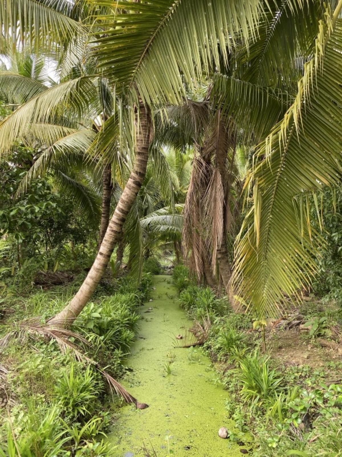 For SaleLandSamut Songkhram : Coconut plantation for sale, Amphawa, 7 rai, near Khao Yi San, Amphawa, Samut Songkhram