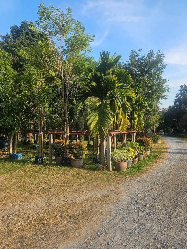 For SaleLandNakhon Nayok : Land for sale, 41 rai, 120,000,000 baht, Nakhon Nayok