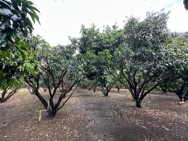 For SaleLandNakhon Nayok : Famous Longan Garden for Sale in Nakhon Nayok Province