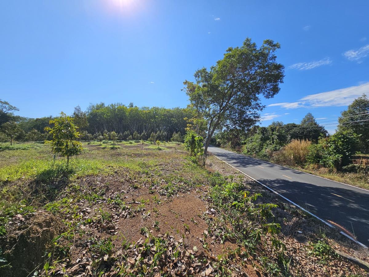 For SaleLandChanthaburi : Durian orchard for sale, Makham District, Chanthaburi, on paved road, water and electricity system ready to use