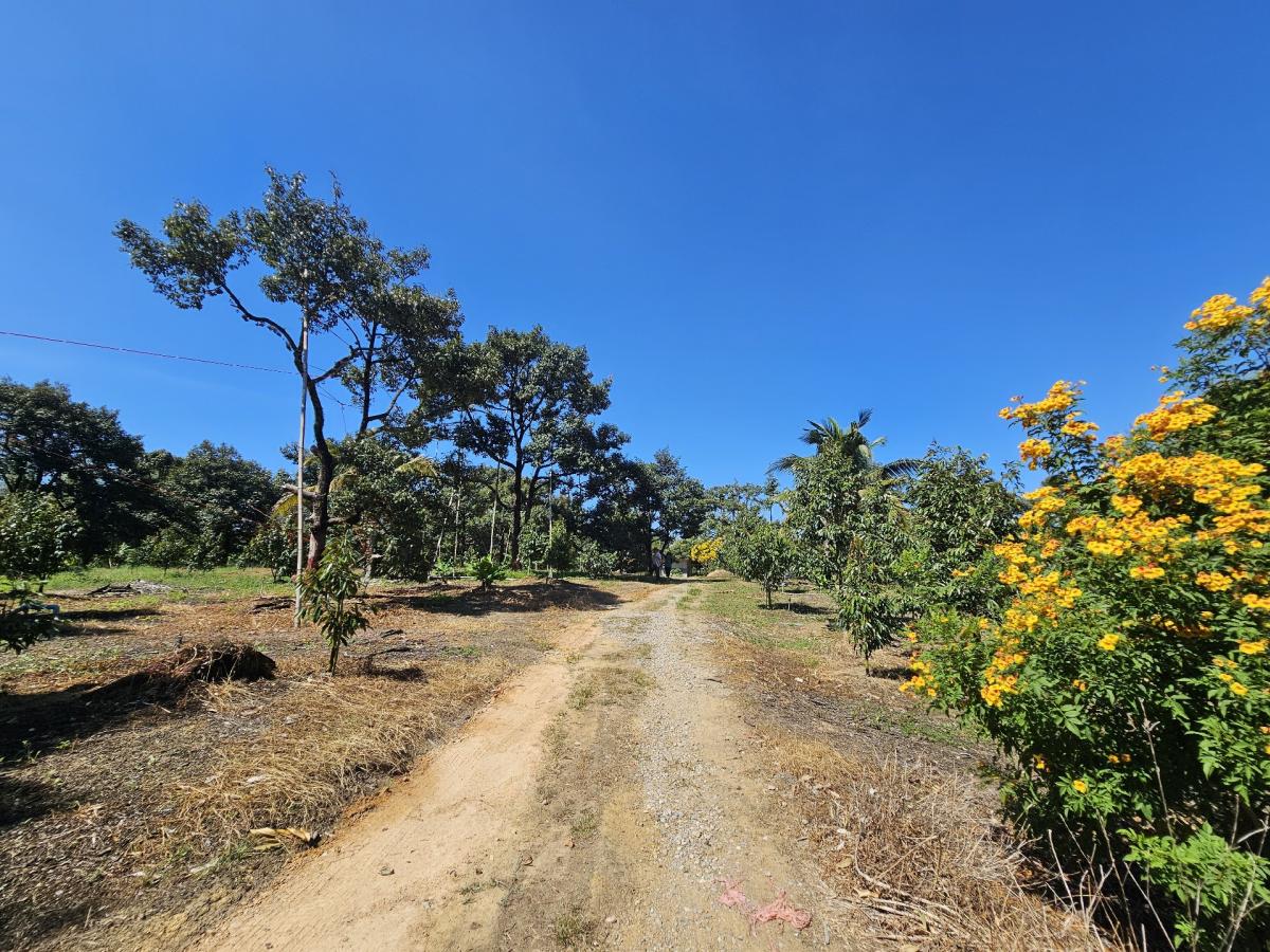 For SaleLandChanthaburi : Durian orchard for sale with house, beautiful view next to water, Tha Mai District, Chanthaburi